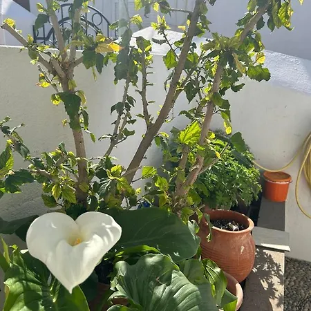 New 45 Renovated Lägenhet *