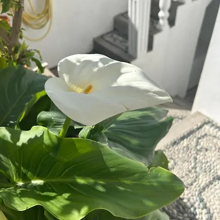 New 45 Renovated Daire