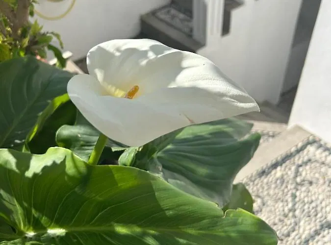 New 45 Renovated Daire