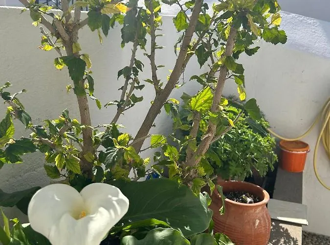 New 45 Renovated Daire *